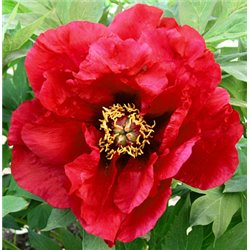 Півонія деревовидна Tree Peonies red