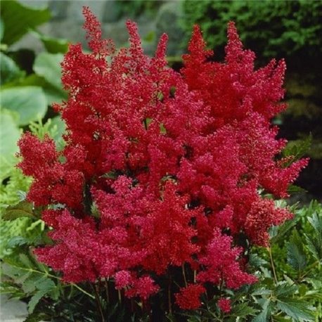 Астильба Burgundy Red 1 растение