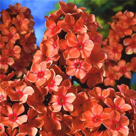 Флокс метельчатый paniculata Orange Perfection 1 растение