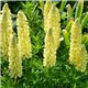 Люпин многолетний крупноцветковый Желтое пламя 1 растение