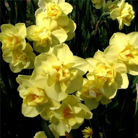 Нарцисс махровый Yellow Cheerfulness 3 луковицы