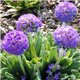 Примула denticulata Lilac 1 растение