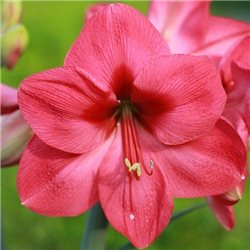 Гіпеаструм Amaryllis Lagoon 1 цибулина