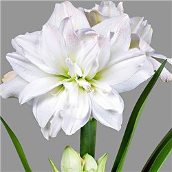 Гіпеаструм Amaryllis Arctic Nymph Double 1 цибулина