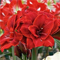 Гіпеаструм Amaryllis Cherry Nymph Double 1 цибулина