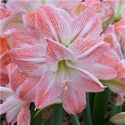 Гіпеаструм Amaryllis Giant Amadeus Double 1 цибулина