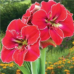 Гиппеаструм Amaryllis Magical Touch Specials 1 луковица