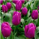 Тюльпан класичний ранній Purple Purissima 10 цибулин