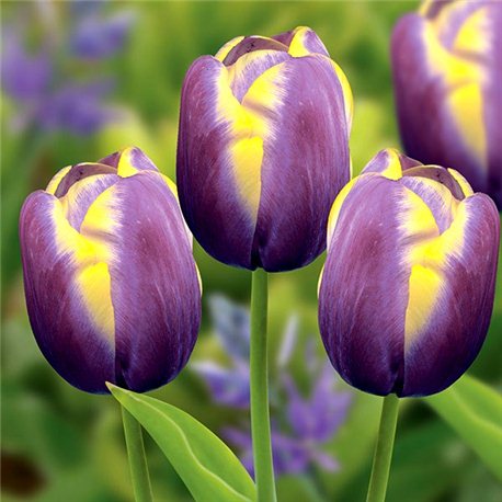 Тюльпан класичний тріумф Arabian Beauty 10 цибулин