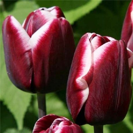 Тюльпан класичний тріумф Fontainebleau 3 цибулини