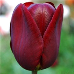 Тюльпан класичний тріумф Jan reus 10 цибулин