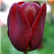 Тюльпан класичний тріумф Jan reus 3 цибулини