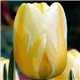 Тюльпан классический Дарвина Jaap Groot 3 луковицы