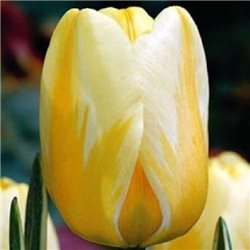 Тюльпан класичний Дарвіна Jaap Groot 3 цибулини