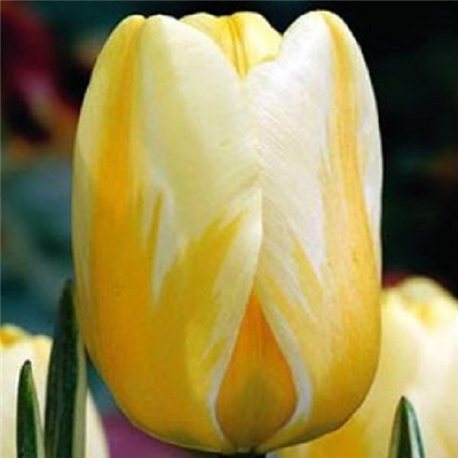 Тюльпан классический Дарвина Jaap Groot 3 луковицы