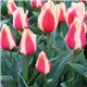Тюльпан низький ранній Sylvia Warder 10 цибулин