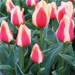 Тюльпан низький ранній Sylvia Warder 10 цибулин