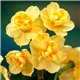 Нарцис махровий багатоквітковий Yellow Cheerfulness 5 цибулин